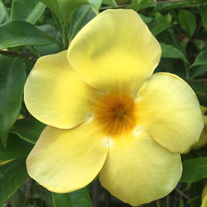 Meet your Posher, Carly